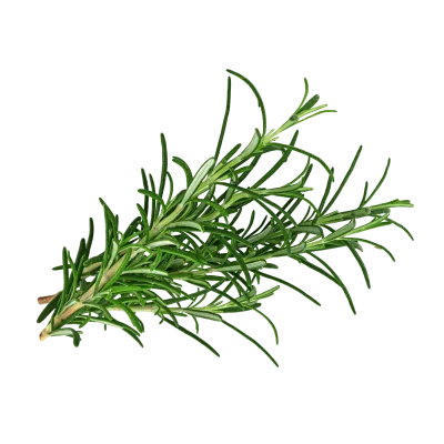 Rosemary extract