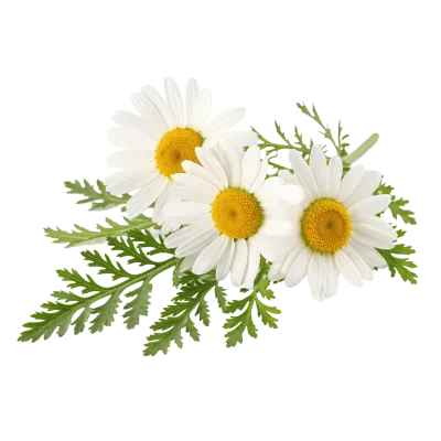 Chamomile